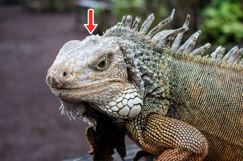 İguanaların gözleri tipik sürüngen gözüdür. Ancak iguanaların başlarının üzerinde silik bir leke gibi duran (göze hiç benzemeyen) üçüncü bir gözleri vardır.