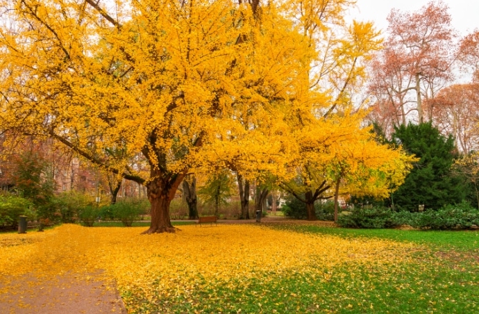ginko