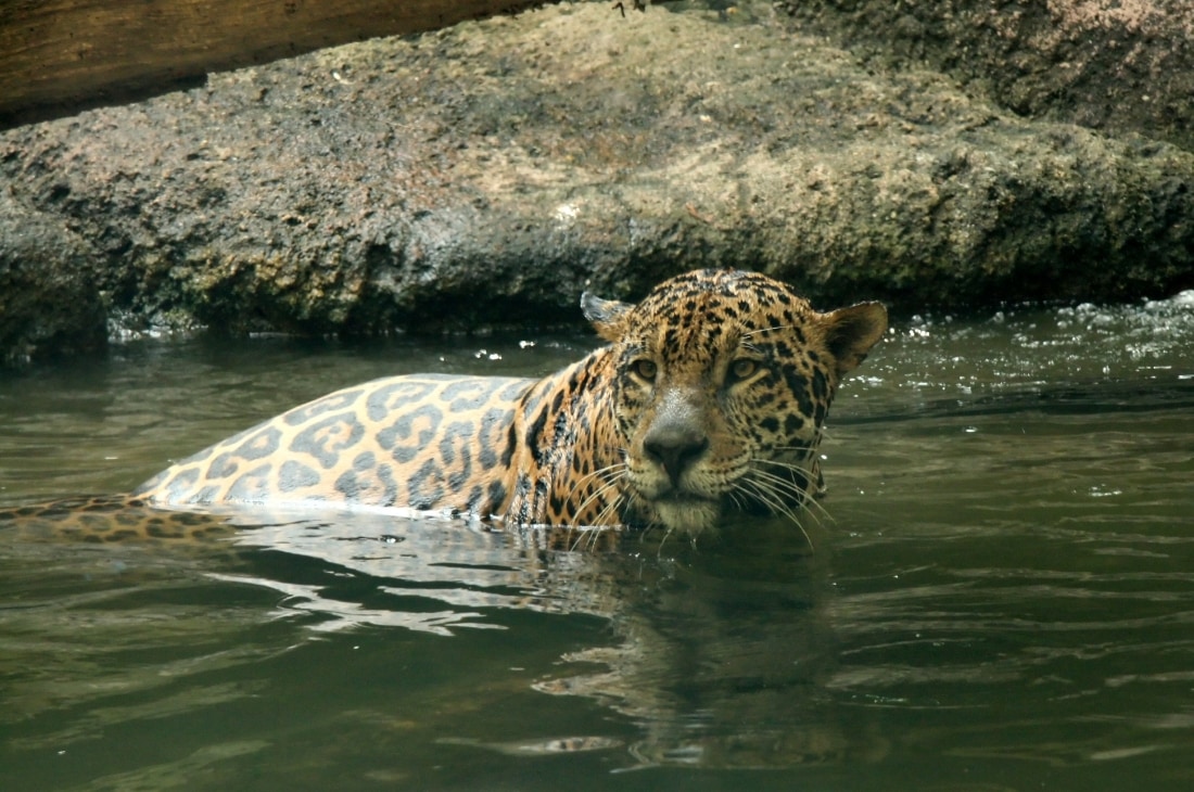 Leopar yüzüyor