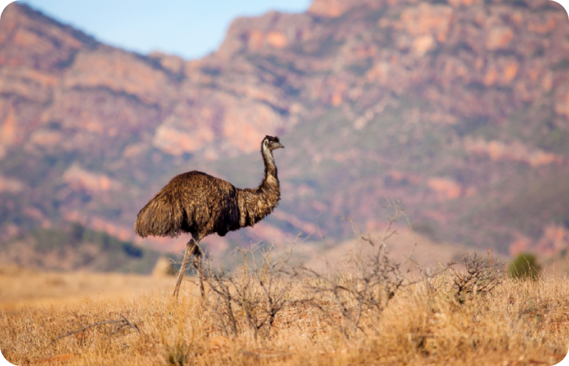 Emu – 1 Uçamayan Kuşlar