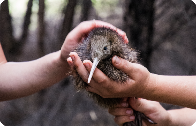 Kiwi – 1 Uçamayan Kuşlar