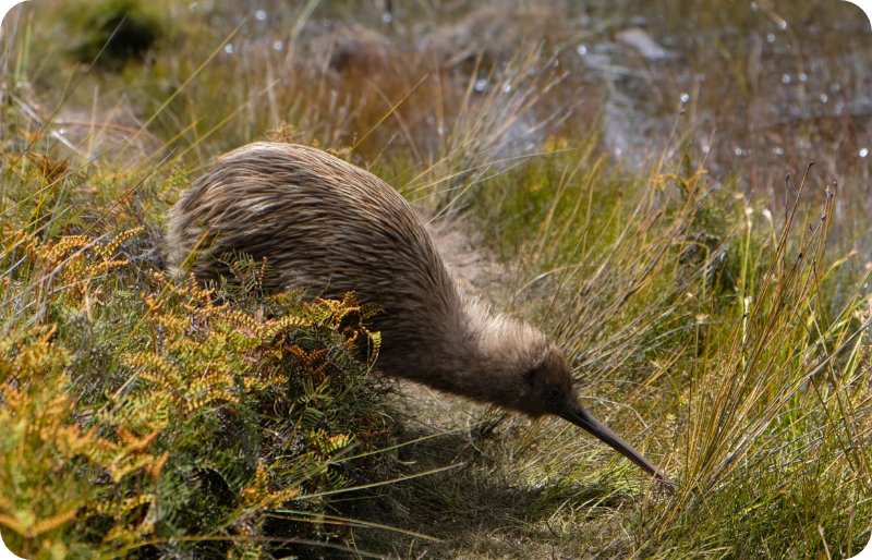 Kiwi – 2 Uçamayan Kuşlar