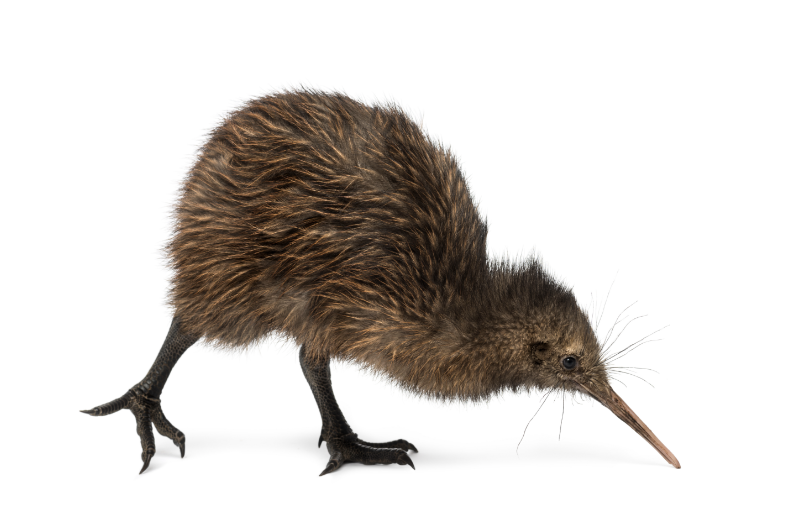Kiwi – 3 Uçamayan Kuşlar