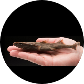 cuce fener kopekbaligi Köpek Balığı
