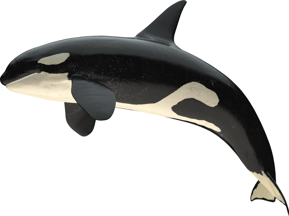 orca Köpek Balığı