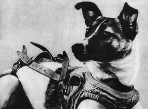 Laika Soviet dog Astronot Hayvanlar