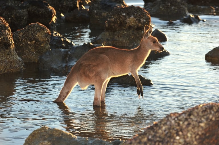 Foto 8 Kanguru