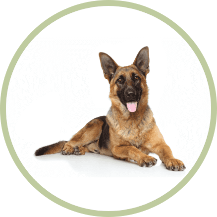 dunya dillerinde kopek almanca Dünya Dillerinde Köpek