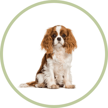 dunya dillerinde kopek arapca Dünya Dillerinde Köpek