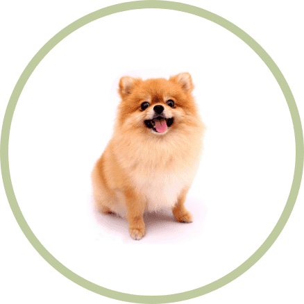 dunya dillerinde kopek azerice Dünya Dillerinde Köpek