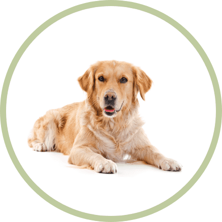 dunya dillerinde kopek fransizca Dünya Dillerinde Köpek