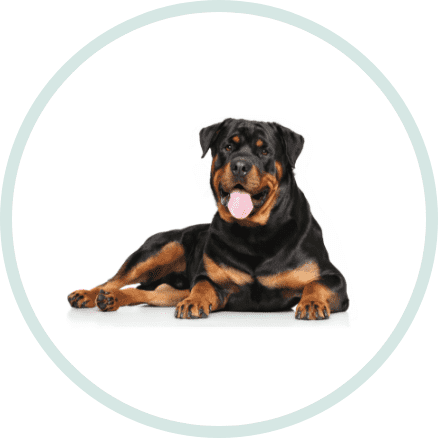dunya dillerinde kopek ispanyolca Dünya Dillerinde Köpek