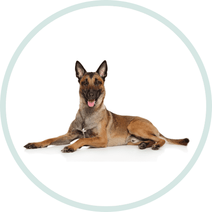 dunya dillerinde kopek italyanca Dünya Dillerinde Köpek