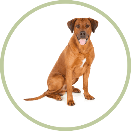 dunya dillerinde kopek rusca Dünya Dillerinde Köpek