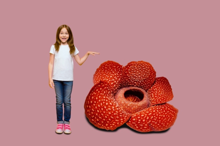 rafflesia arnoldii 1 Dünyanın En Büyük Çiçeği