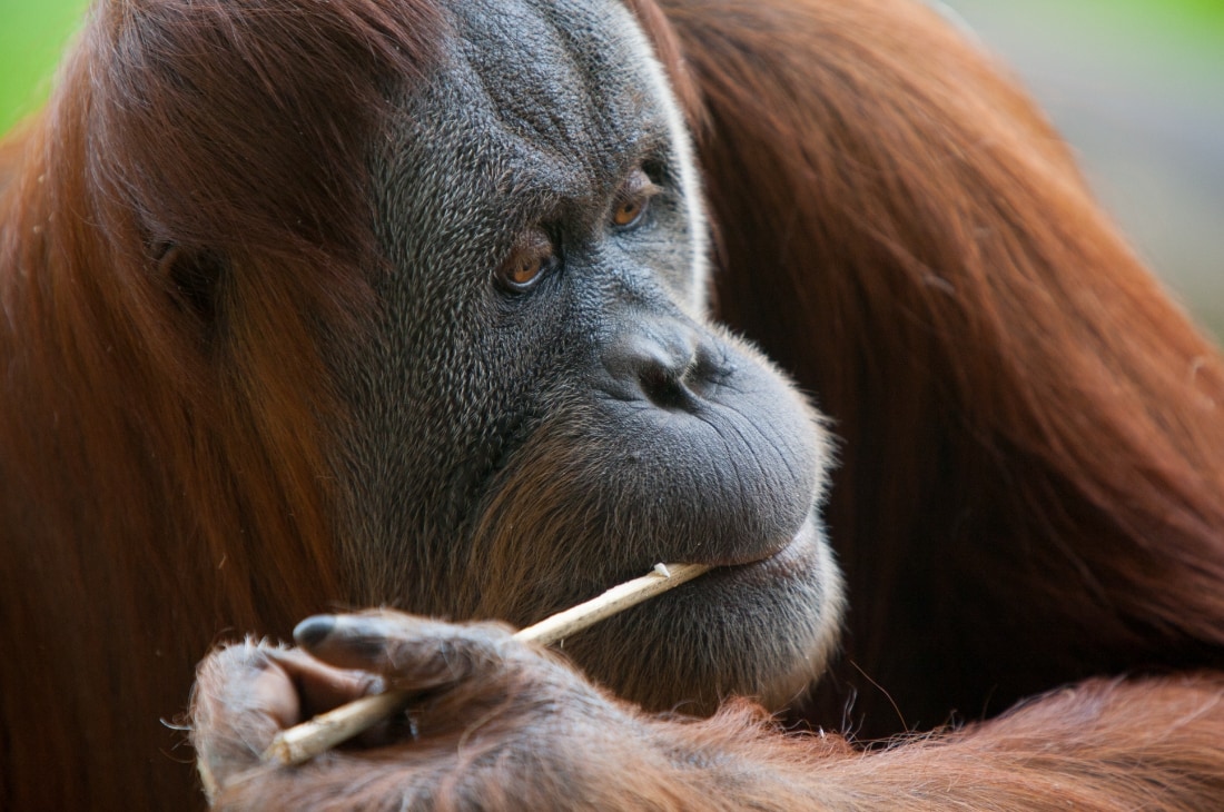 alet kullanan orangutan Orangutan