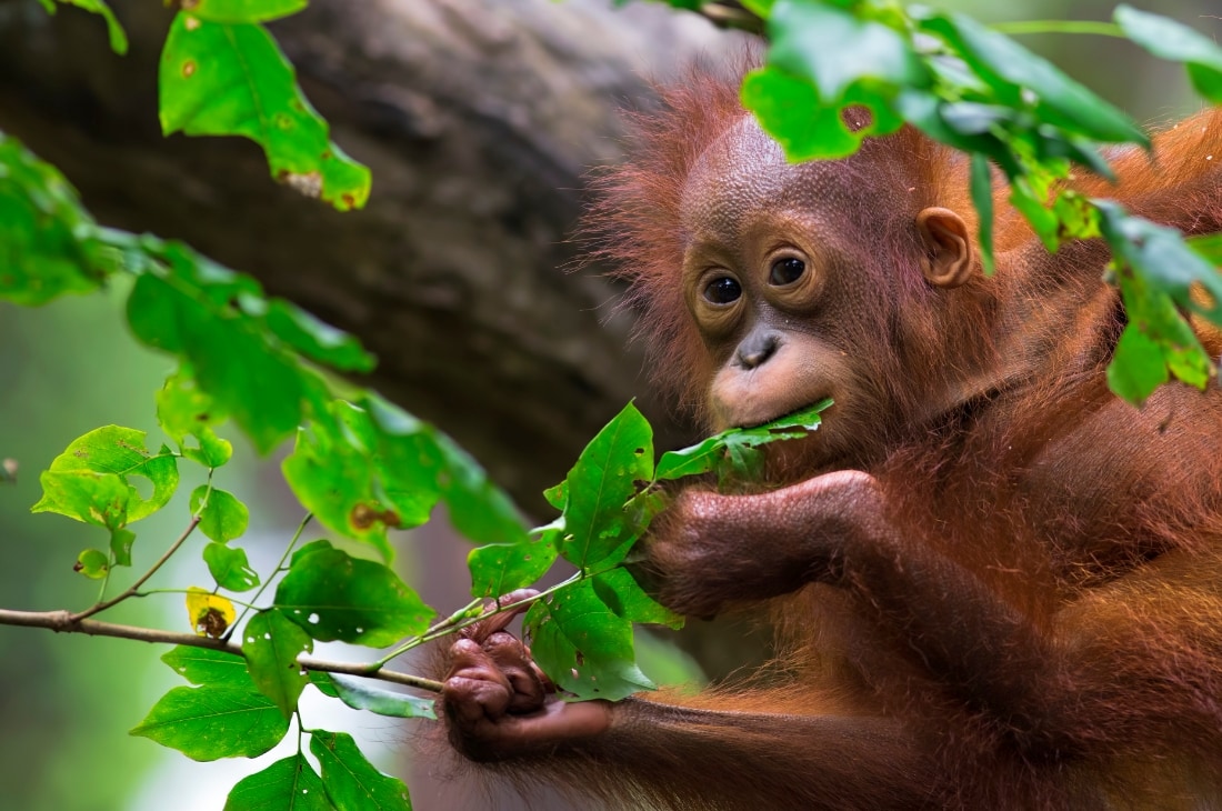 beslenen orangutan Orangutan