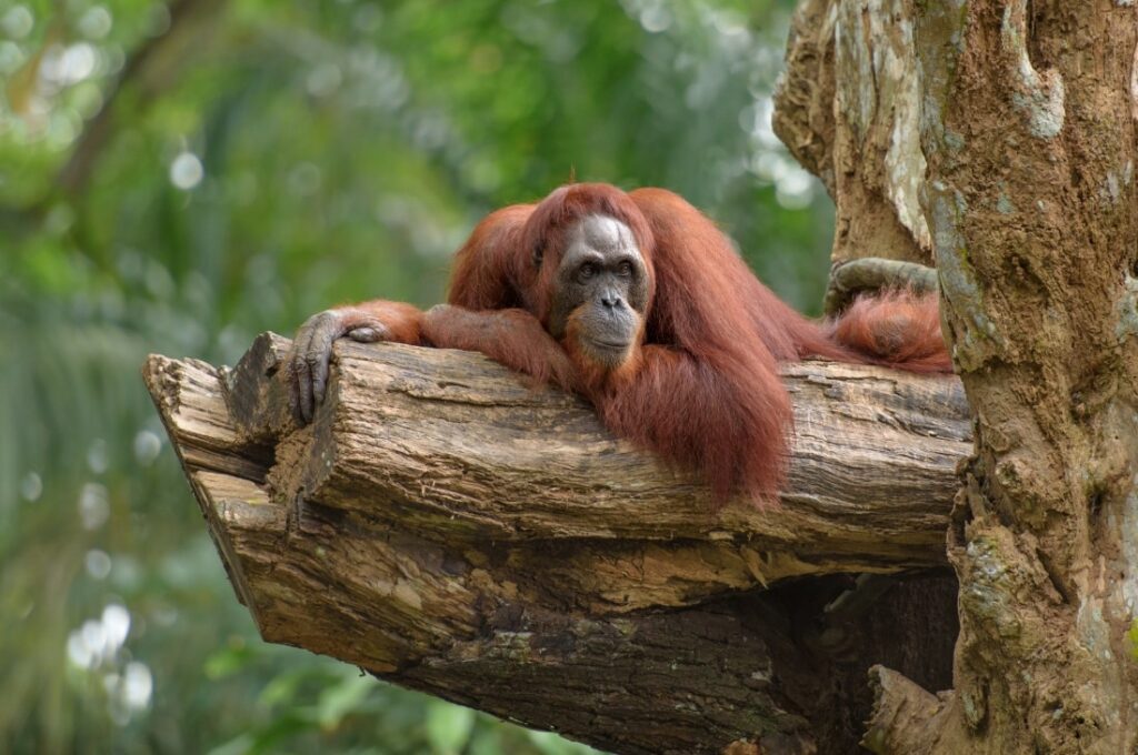 gozlem yapan orangutan Orangutan