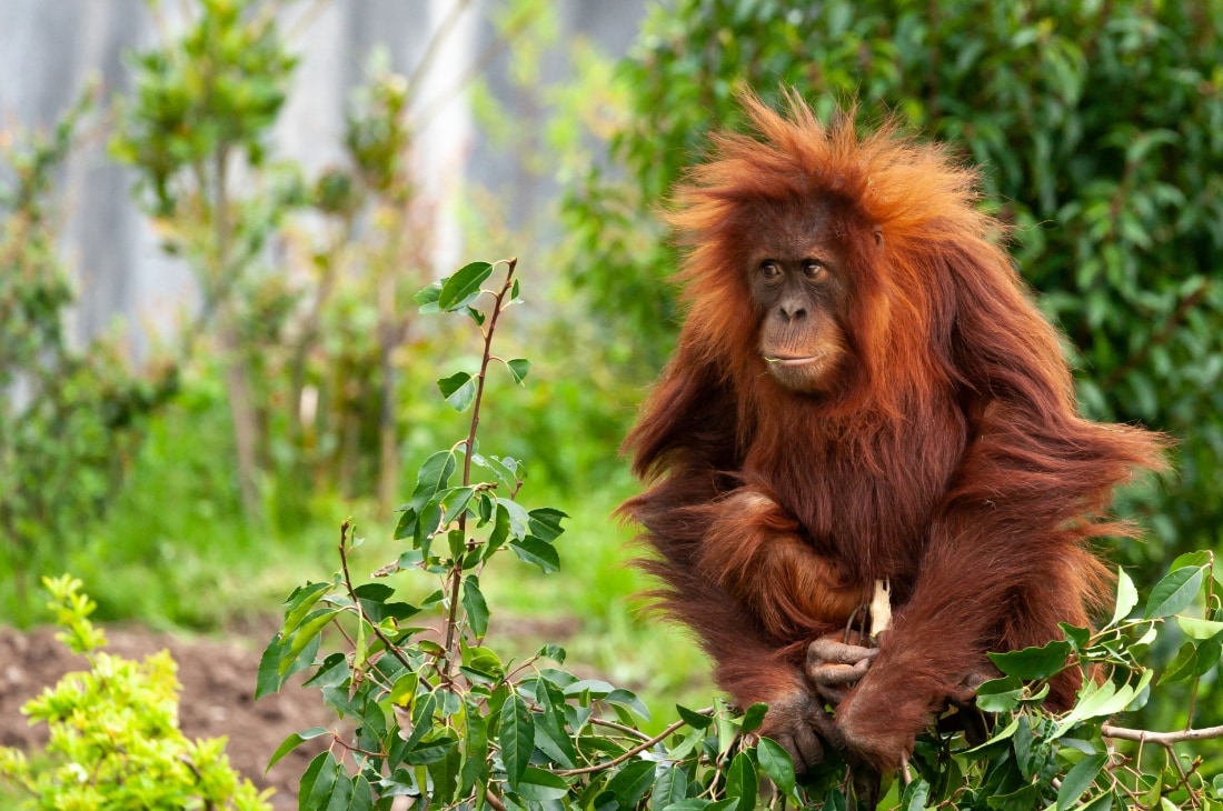 nesli tehlikede orangutan Orangutan