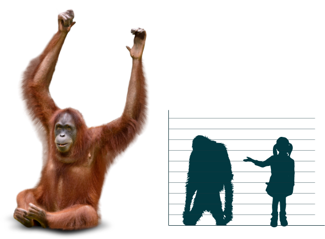 orangutan boy tablosu Orangutan