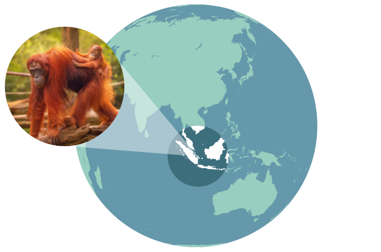 orangutan yasam alani Orangutan