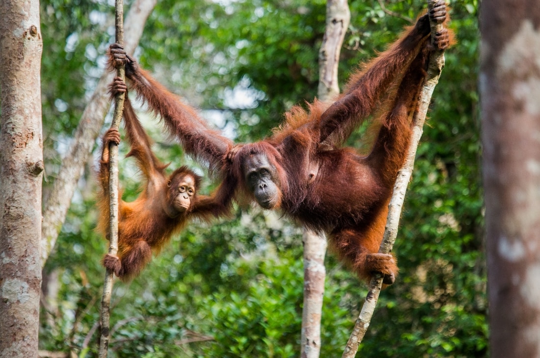 yavru ve anne orangutan Orangutan