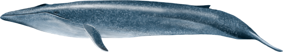 01 mavi balina Denizlerin Devleri