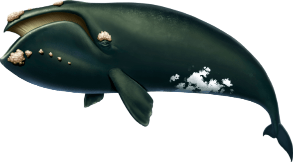 02 gercek balina Denizlerin Devleri