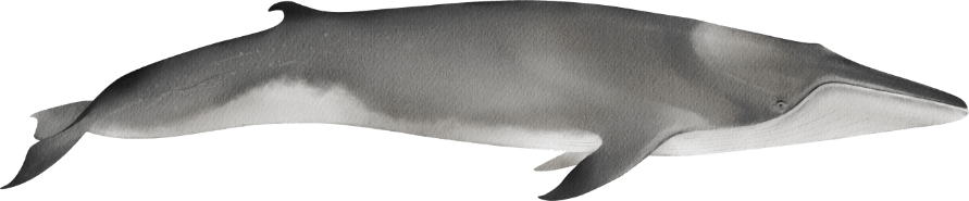 03 oluklu balina Denizlerin Devleri