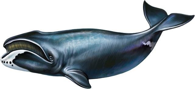 04 kutup balinasi Denizlerin Devleri