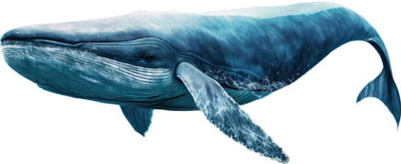 06 kambur balina Denizlerin Devleri