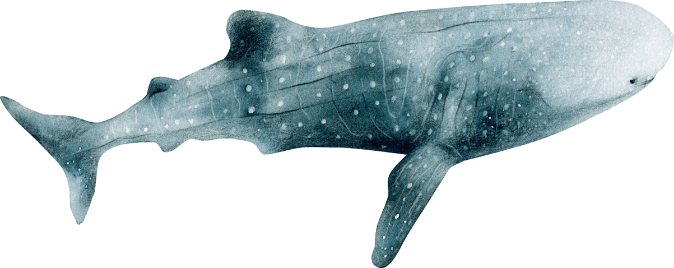 09 balina kopekbaligi Denizlerin Devleri