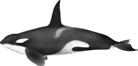 10 katil balina Denizlerin Devleri