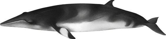 12 minke balinasi Denizlerin Devleri
