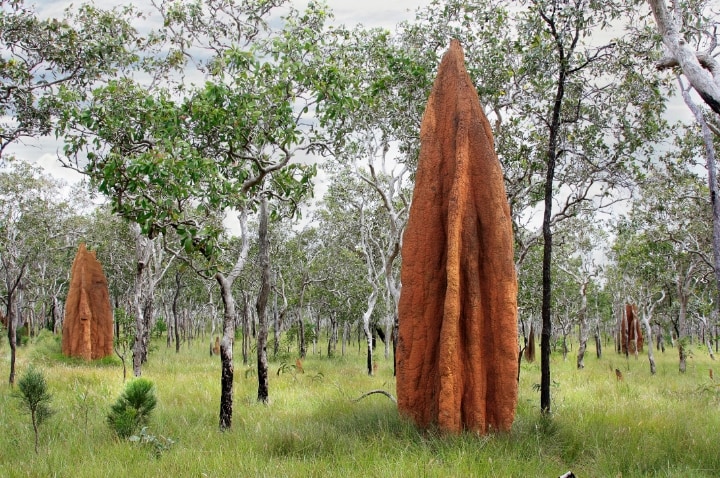 h y termit Hayvan Yuvaları