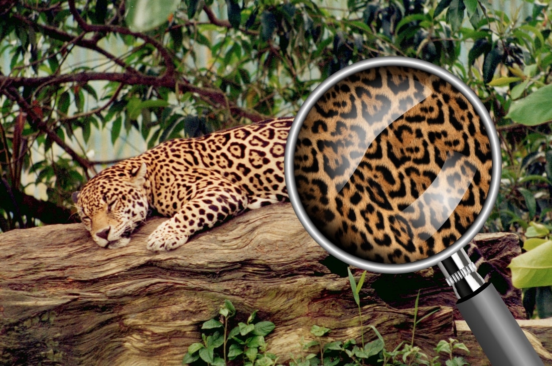 Jaguar benekleri