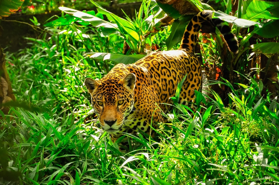 Jaguar habitatında