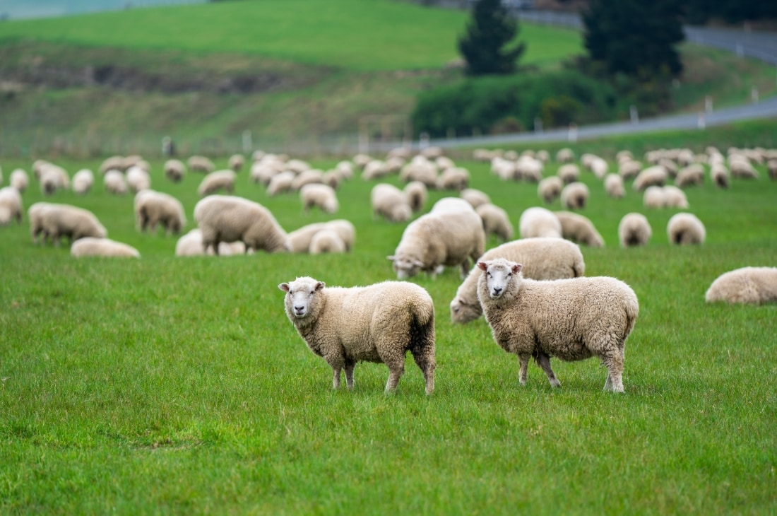 koyun ciftligi Çiftlik Yaşamı