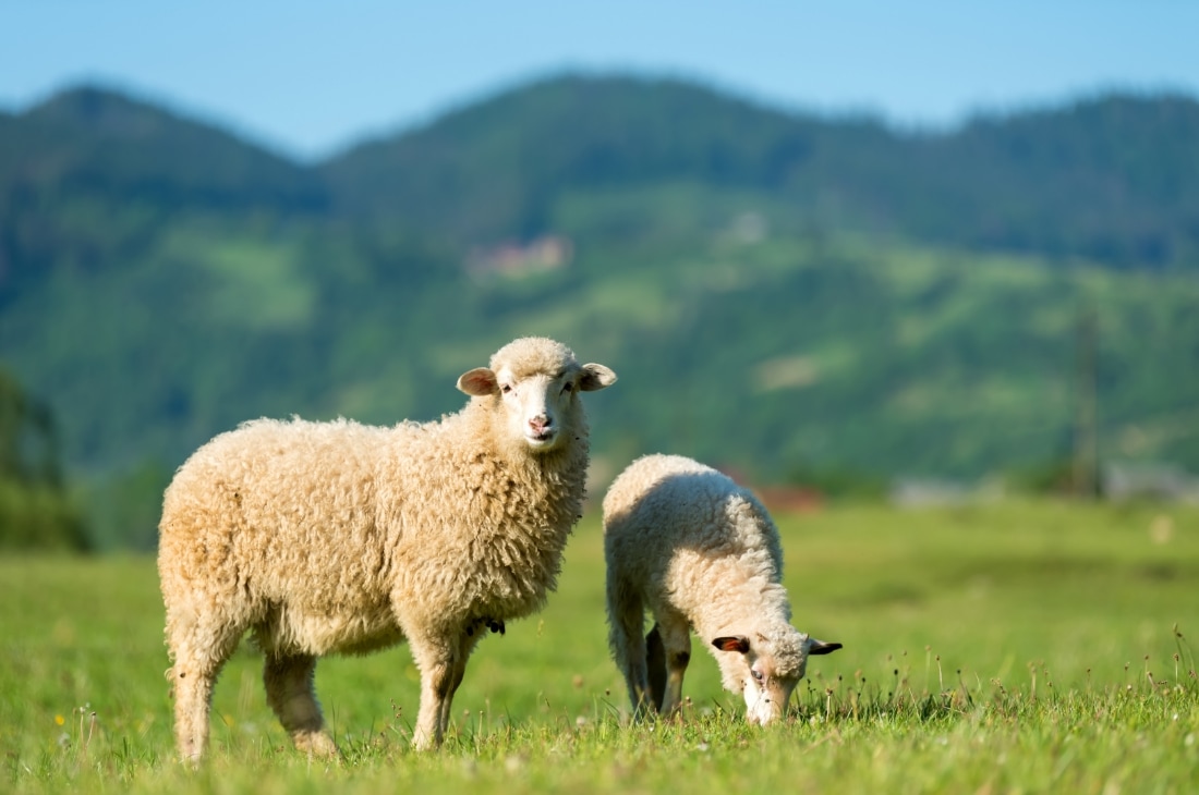 koyun Çiftlik Yaşamı