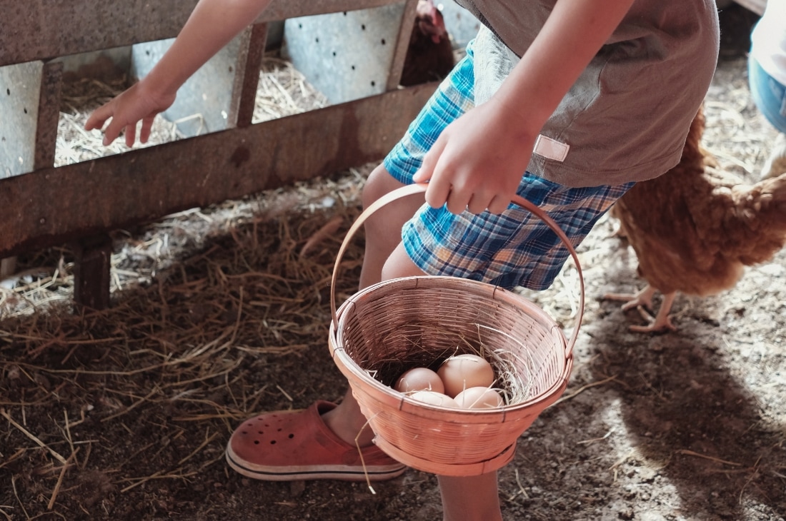 yumurta Çiftlik Yaşamı