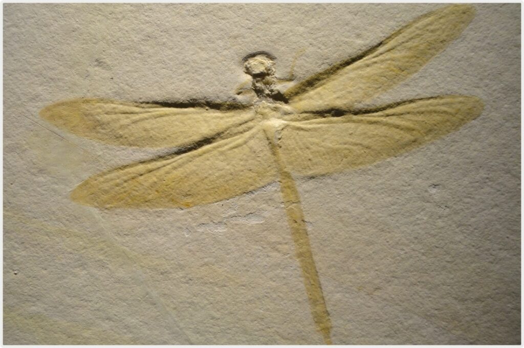 fosil Helikopter Böceği