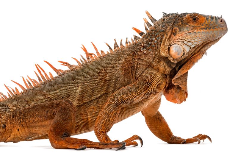 İguanaların bedenleri enine doğru yaygın olabilir. Boyları 1,5 metreyi bulabilir.