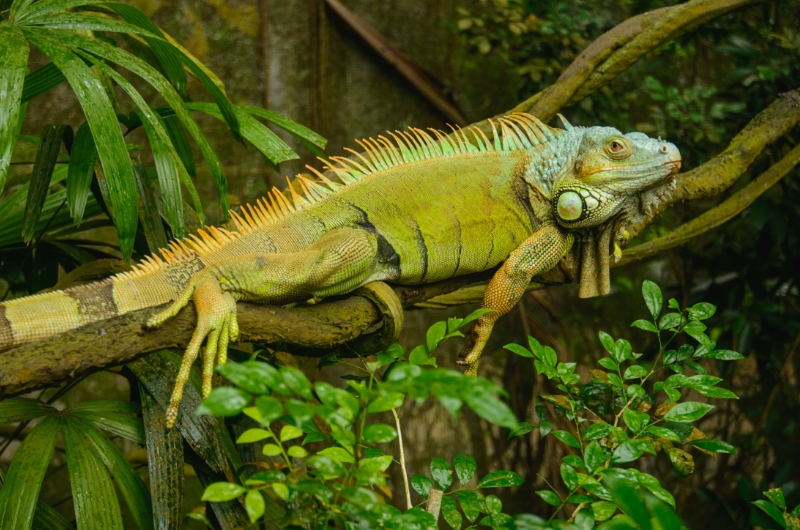 İguanaların yaşam alanları Orta ve Güney Amerika’dır.