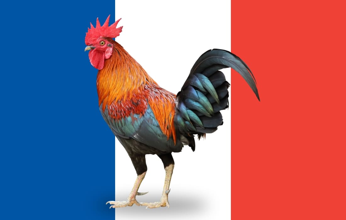 Galya horozu Fransa’nın simgesidir.
