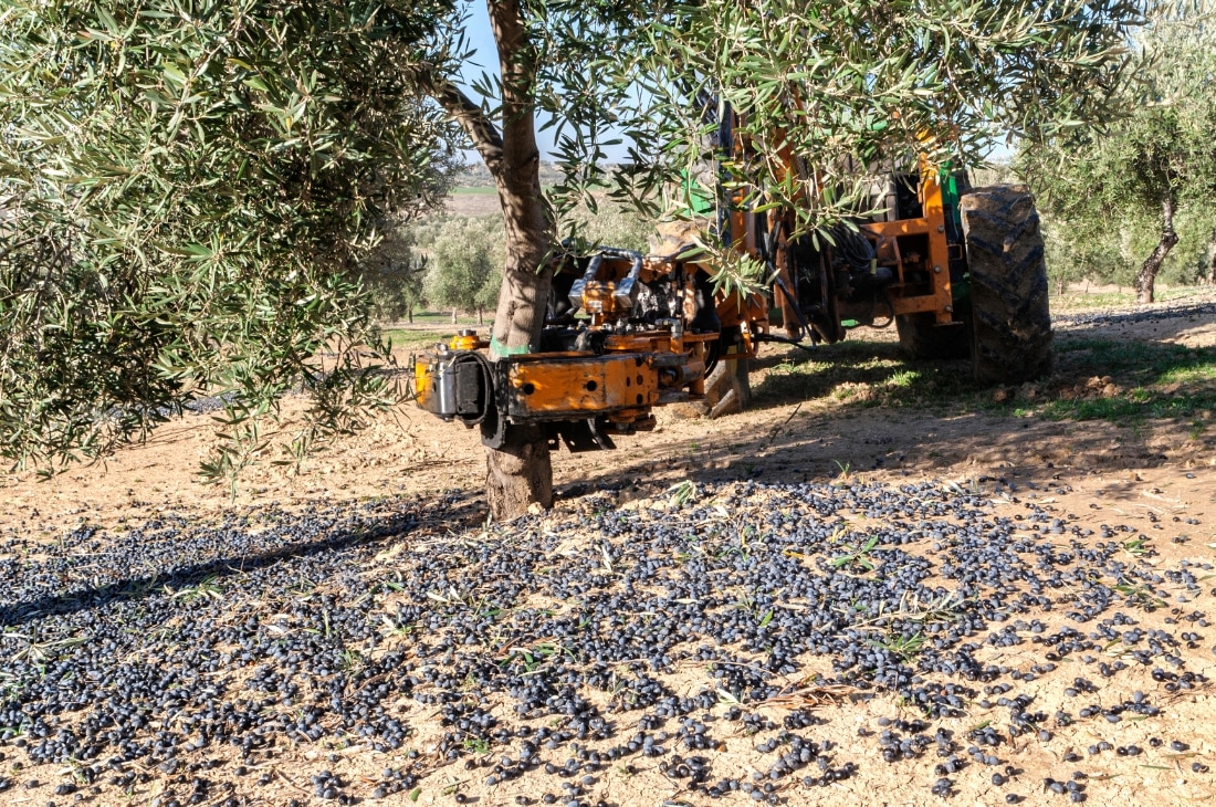Zeytin hasadı için yapılmış değişik makineler vardır. örneğin gövde sarsıcı makine ağacın gövdesini titreterek dalların sallanmasını sağlar. Buna karşın, çırpıcı makinede makinenin ucundaki esnek malzemeler ağaçların dallarına vurarak zeytinleri döker.