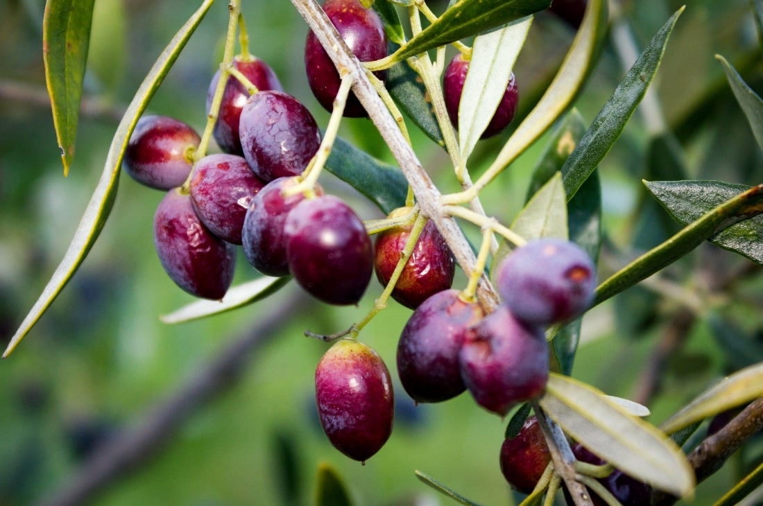 zeytin hasadı