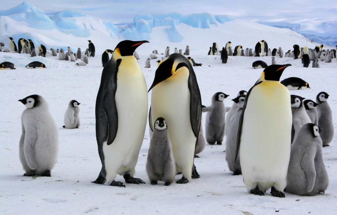 penguen1