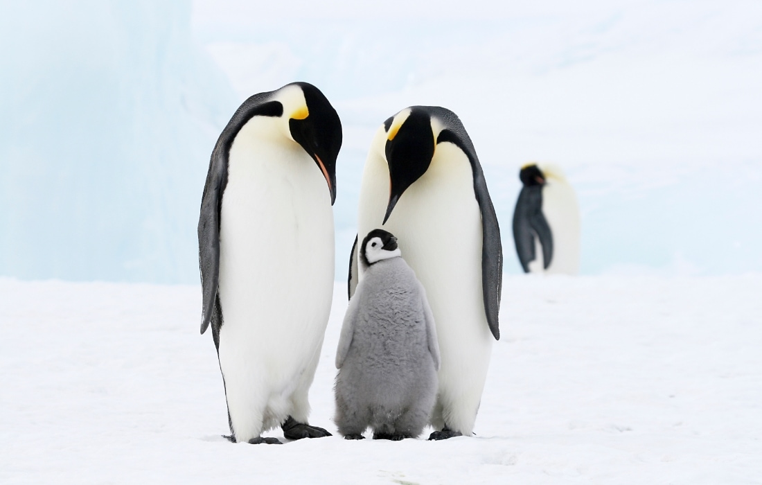 penguen2