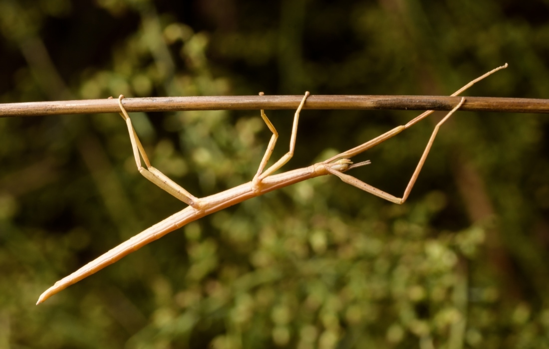sopabocegi2
