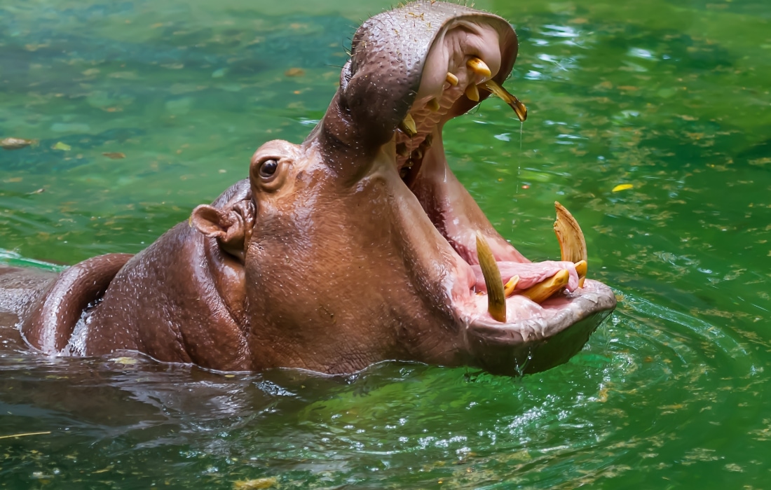 Suaygırı Hippopotamus amphibius